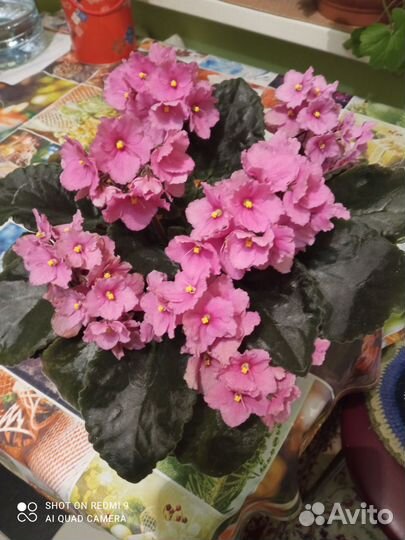 Фиалка в горшках