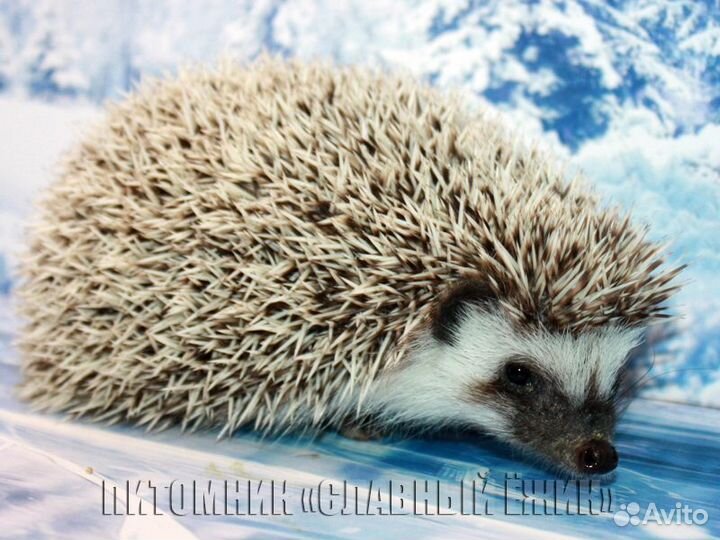 Африканские ежики. Доставка по России