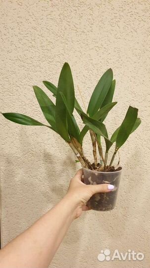 Каттлея/Cattleya