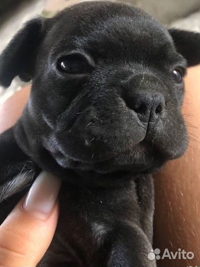 Французский бульдог щенки