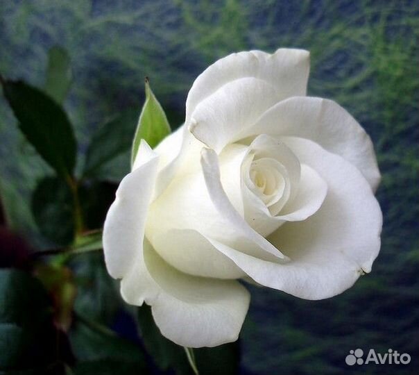 Продаю саженцы роз и плодовых деревьев