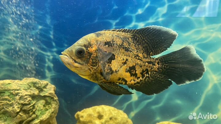 Аквариумные рыбки