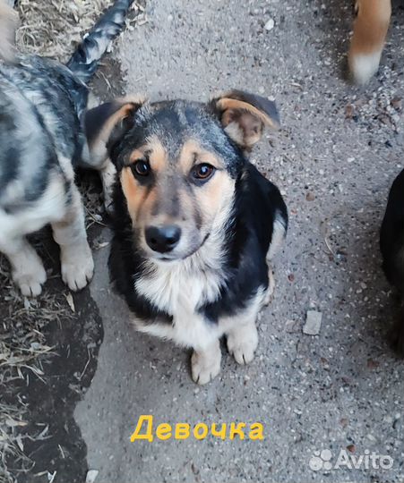 Собака в добрые руки