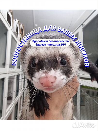 Передержка\ зоогостиница Зооняня