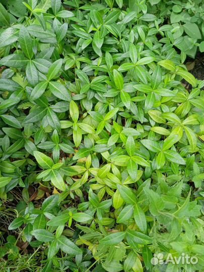 Почвопокровники