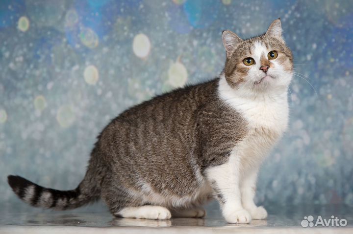 Кошечка Мурочка - круглая фигурочка