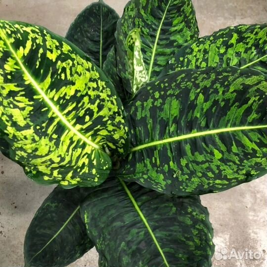 Диффенбахия Рефлектор