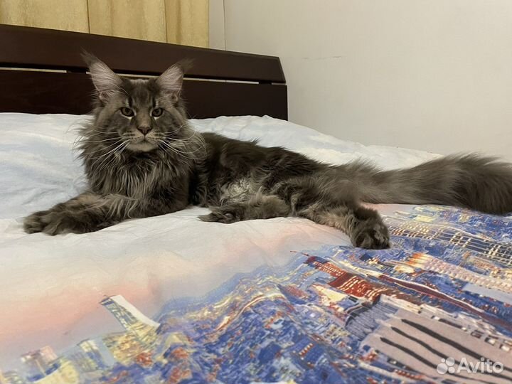 Котенок мейн-кун