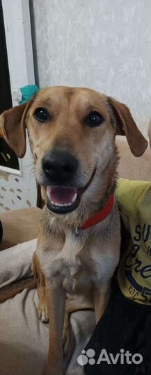 Меня предали