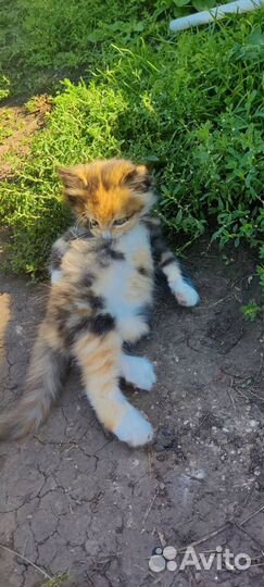 Котята ищут дом