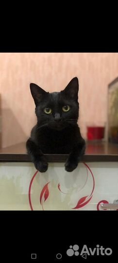 Кошкины усы