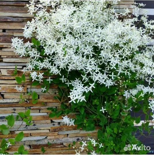 Саженцы маньчжурского ореха, клематиса