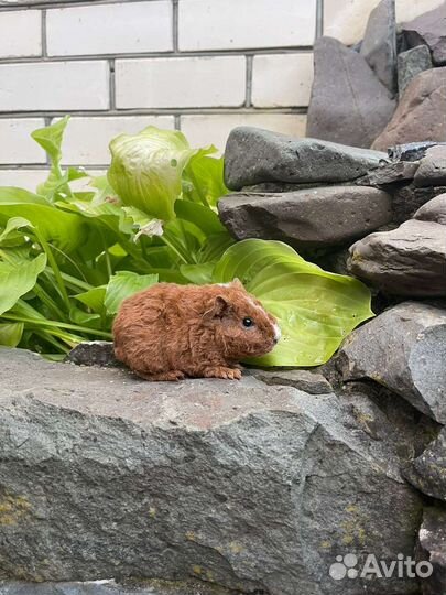 Американский тедди