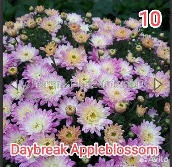 Хризантемы мультифлора