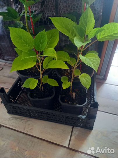 Гортензия древовидная анабель