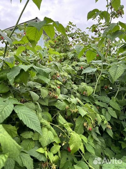 Малина ягода