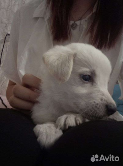 Собака в добрые руки отдам бесплатно