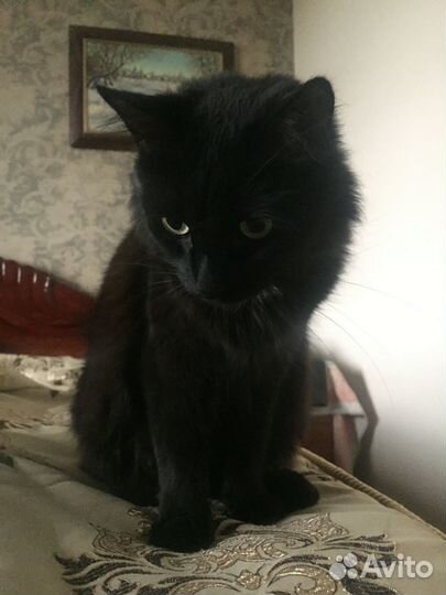 Отдам в добрые руки