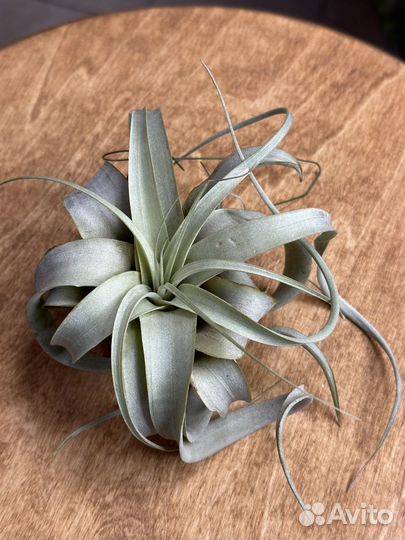 Тилландсия ксерографика