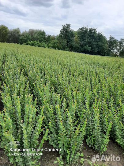 Кизильник блестящий