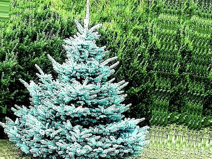 Голубая ель с доставкой