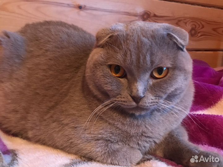 Шотландский кот вязка