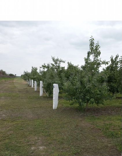 Участок 6 га (СНТ, ДНП)