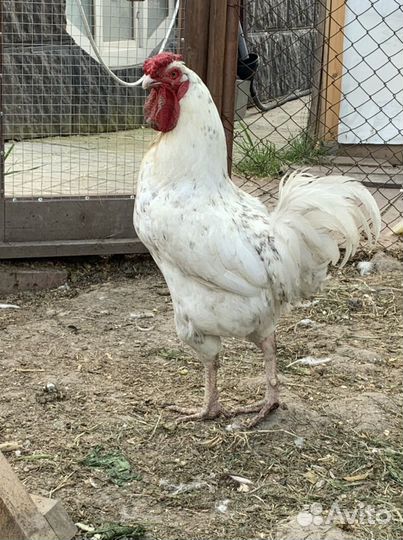 Пушкинские цыплята