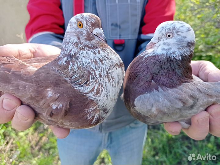 Николаевские голуби