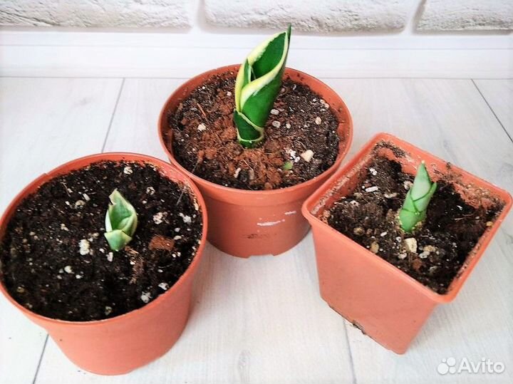 Сансевиерия сортовая и детки