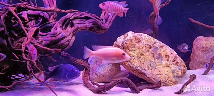 Малавийские Цихлиды