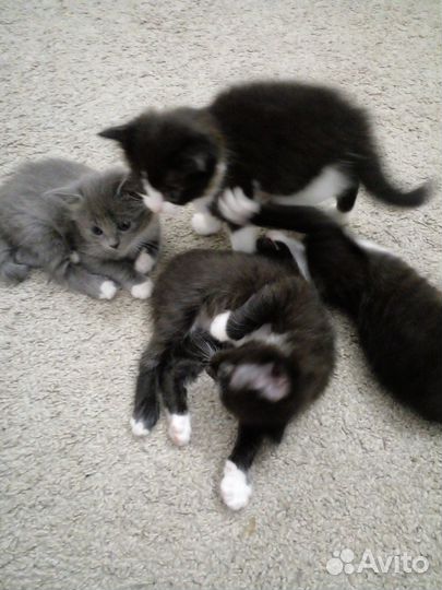 Котята в добрые руки бесплатно