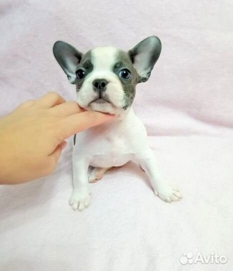 Бело голубая крошка