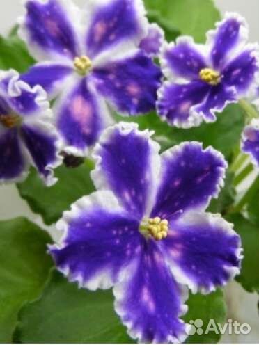 Фиалка сортовая