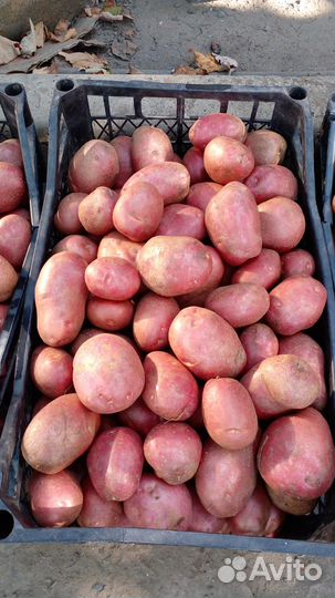 Картофель домашний