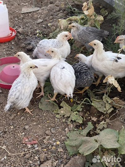 Цыплята несушки, доминанты