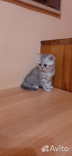 Британские котята серебристой шиншиллы и другие