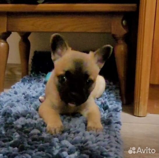 Собаки щенки