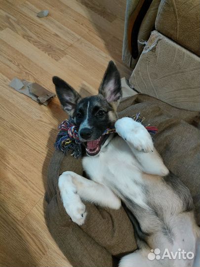 Передержка Гостиница Зооняня Догситтер Выгул