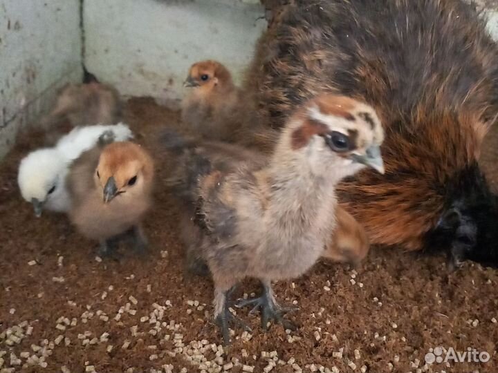 Цыплята