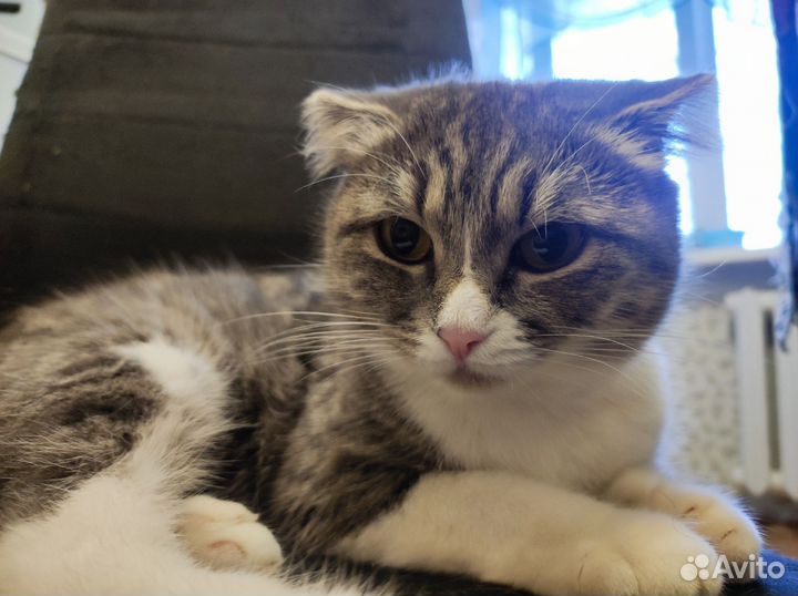 Отдам кошку