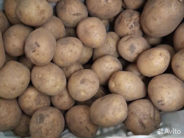 Картошка продажа домашняя