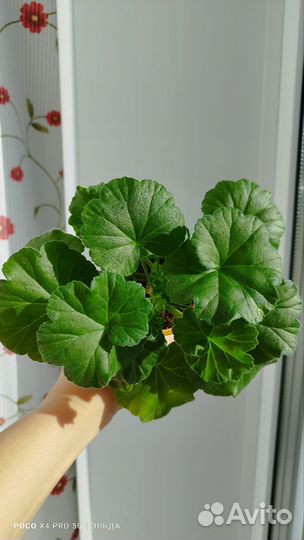 Пеларгония юв Десерт Моти