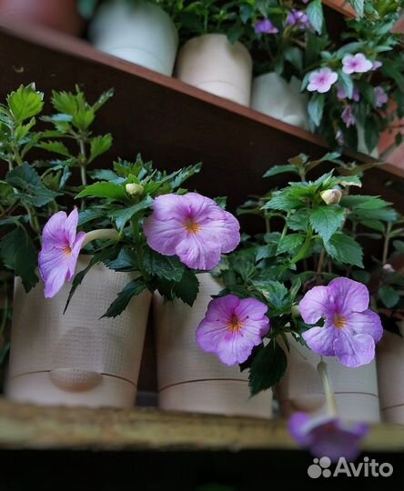 Комнатные растения