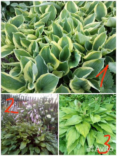 Многолетние цветы роза флоксы, пион