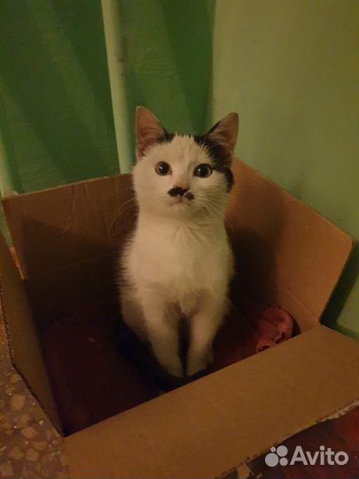 Котёнок ищет приют