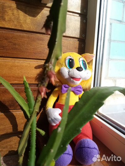 Комнатные цветы