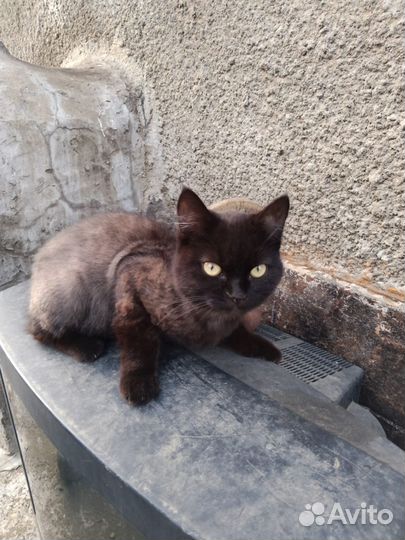 Кошки в добрые руки бесплатно