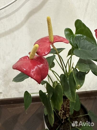 Антуриум, мужское счастье