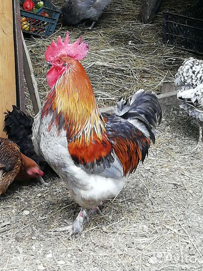 Семья кур Павловское золото